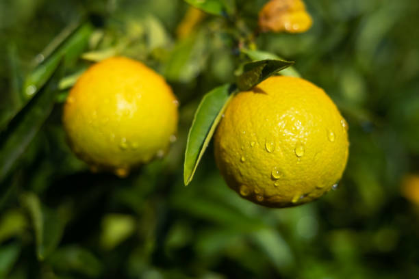 oranges on tree branches in an orange garden with water drops