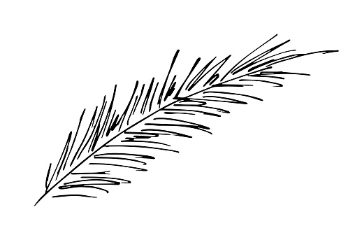 Simple vector drawing by hand with black outline. Pine branch. New Year, Christmas design. Coniferous, ornaments. Ink sketch.