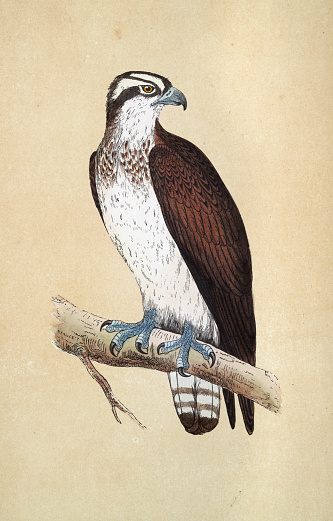 Vintage illustration Osprey, Pandion haliaetus, Wildlife, Brid of Prey, Birds, Art, 19th Century. also called sea hawk, river hawk, and fish hawk, is a diurnal, fish-eating bird of prey