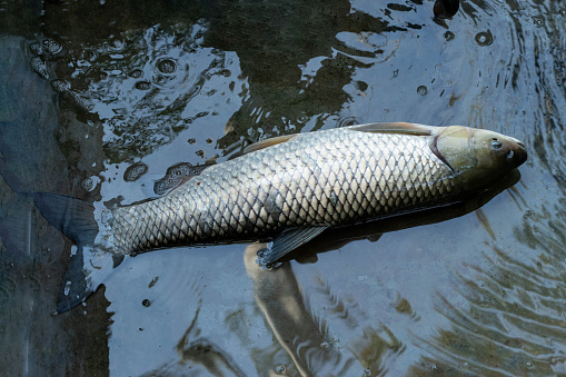 The Big Grass Carp is a herbivorous freshwater fish belonging to the family Cyprinidae and the only species of its biological genus Ctenopharyngodon
