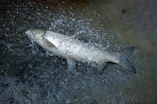 The grass carp is a fish of large, turbid rivers and associated floodplain lakes, with a wide degree of temperature