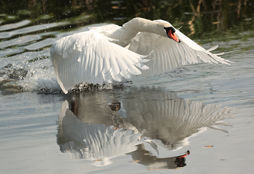 A white swan is resting by the lake
