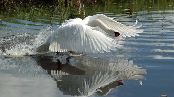 istock Mute swan starting to fly 1445153810