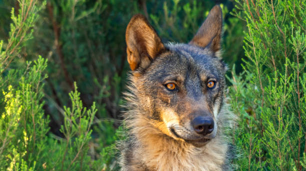istock Iberian Wolf, Zamora, Spain 1445156256