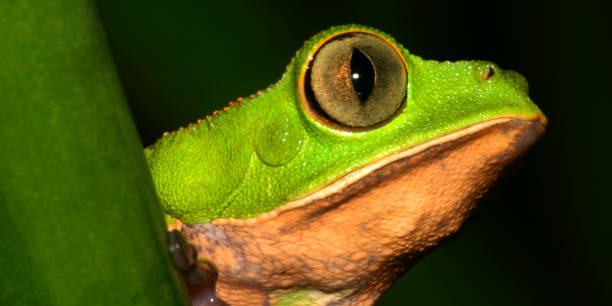 istock Tiger-Striped Leaf Frog, Amazonia, Ecuador 1445156261