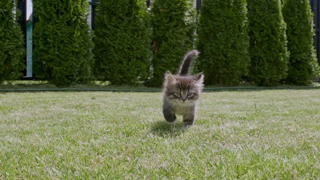 Little Grey Kitten walks on the grass outdoors towards in a green park. Funny Striped Cat Playing. Concept of Adorable Cat Pets. Slow motion.