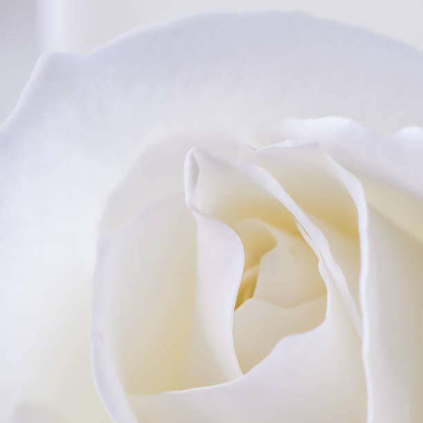 istock Delicate white rose flower. Macro flowers background for holiday design. Soft focus 1445156319
