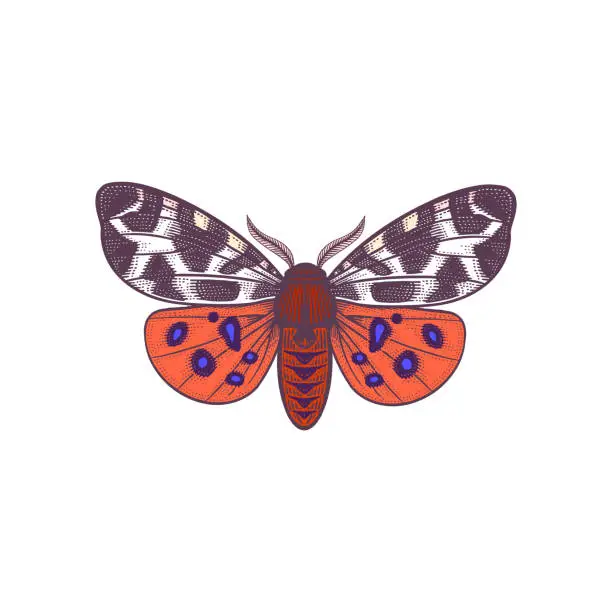 Vector illustration of Night Butterfly Arctia caja isolated on white background. Vector.