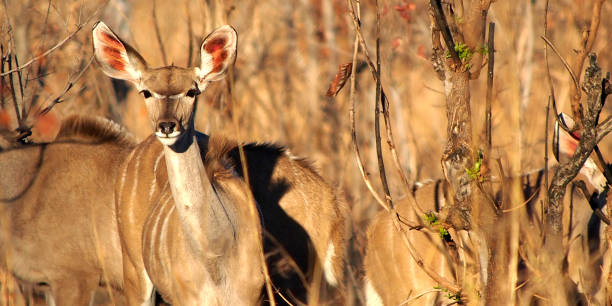 kudu femminile, parco nazionale del chobe, botswana - riserva di savuti foto e immagini stock