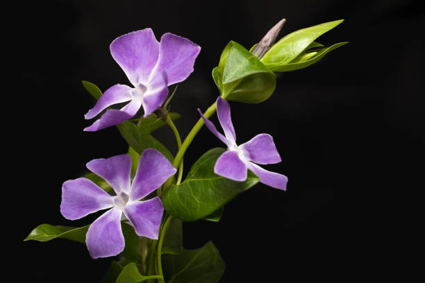 乙女草 - catharanthus ストックフォトと画像