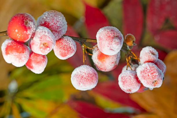 istock Red ornamental apples covered with ice glaze. 1445160880