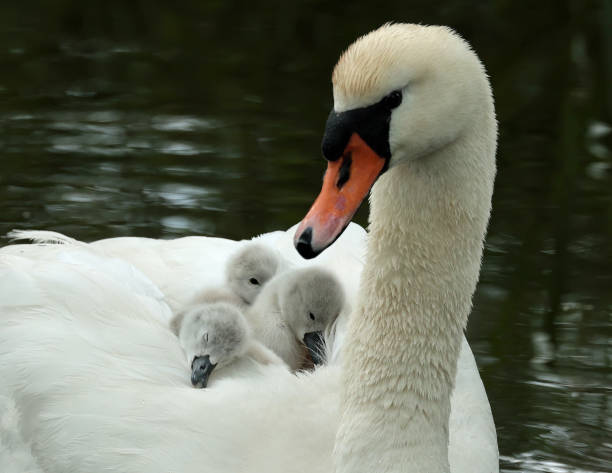 istock Mute swan with baby's on the back 1445160969