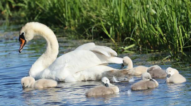 istock Mute swan with baby's 1445161056