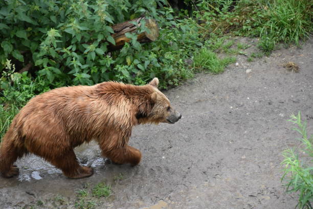 Brown bear, in Latin called Ursus arctos, walking on a muddy pathway in bear park in Bern, Switzerland.