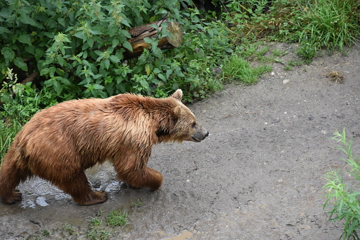 Grizzly standing on a beach in the Great Bear Rainforest with its reflection in the water