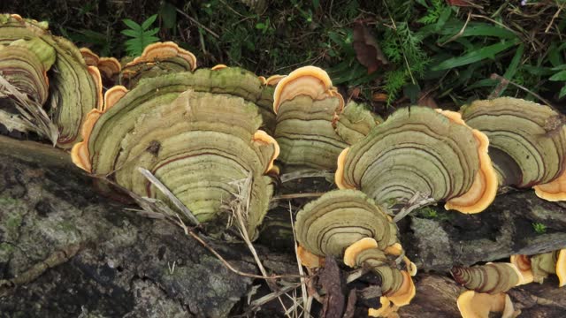 Pycnoporus cinnabarinus Mushroom
