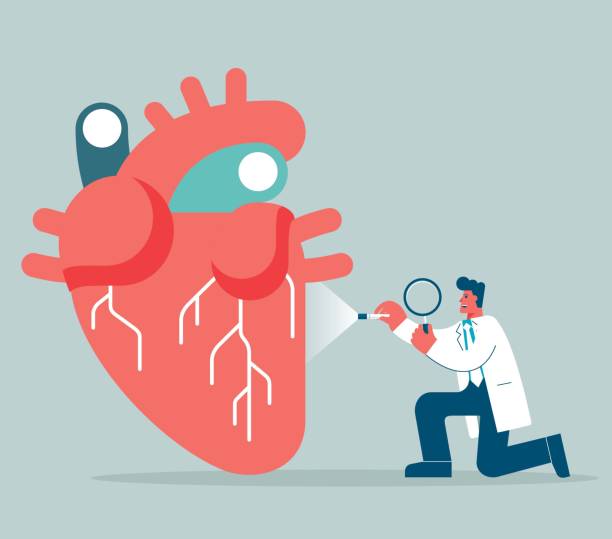 Human heart vector art illustration