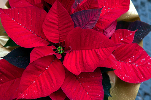 Red Poinsettia Flower with water droplets