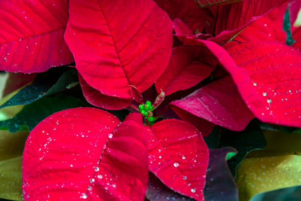 istock Red Poinsettia Flower with water droplets 1445164301