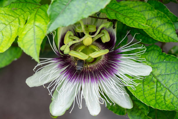 istock Parchita flower 1445165745