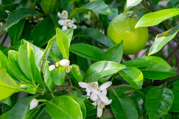 istock Detail of orange tree in bloom 1445165791