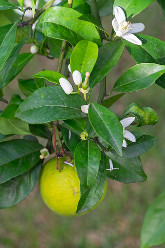 Fruit and flowers of orange tree in the north of Tenerife, Canary Islands