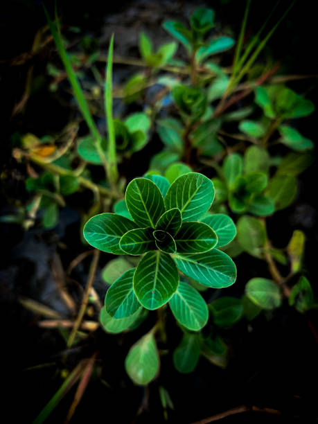istock Plants that grow in the muddy soil 1445166084