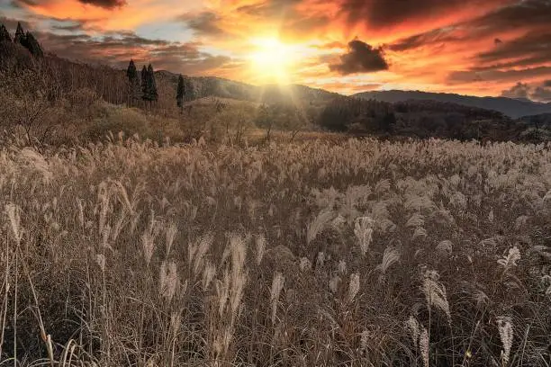 japanese autumn pampas grass