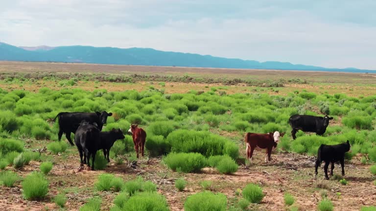 Drone aerial flight view of free-range herd of cows grazing on lush green plants in arid plain area. Agriculture in California