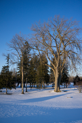 Trees and snow at the park in the Finger Lakes region of New York