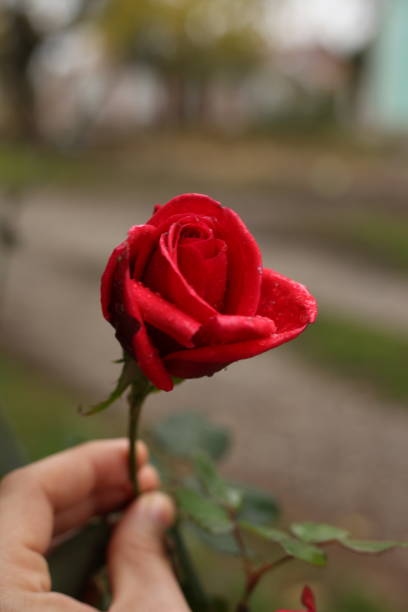 istock A red rose in my hand 1445167855