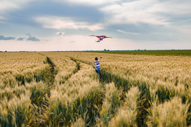 istock Beautiful boy enjoying wheat field 1445168054
