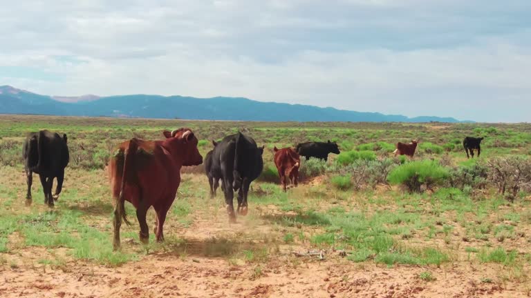 Herd of free-range cattle traversing arid plain area in search of food. Agriculture in California