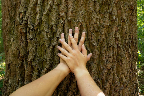Male and female hands touch the trunk of a large old tree outdoors. Environmental protection stock photo