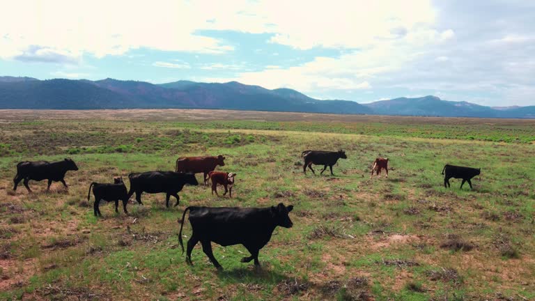 Herd of cattle traversing arid plain area in search of food. Agriculture in California