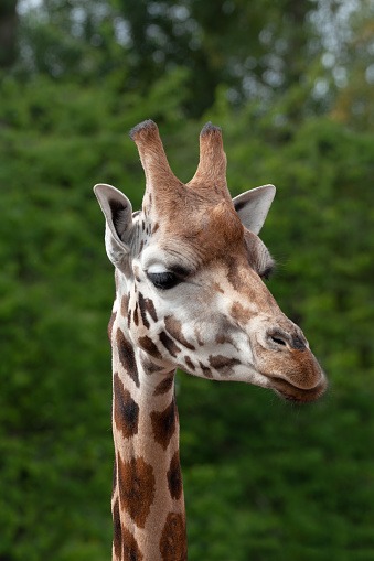 Close-up of young southern giraffe near bushes