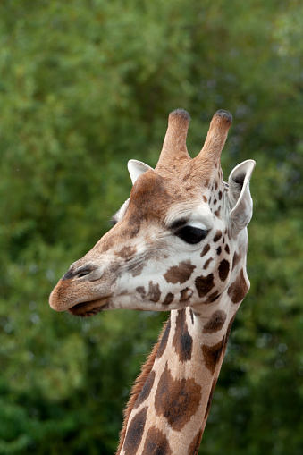 Head of a giraffe in front of green trees.