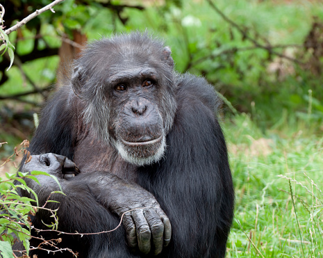 Chimpanzee sitting on green grass in nature.