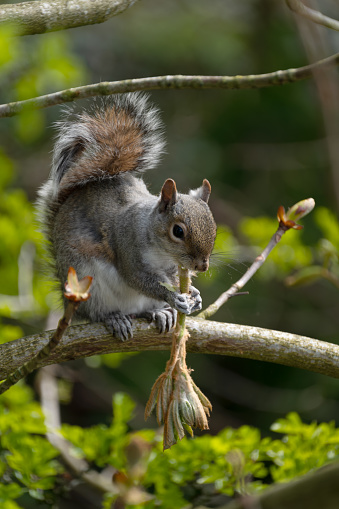 Grey squirrel sitting on a tree branch eating.