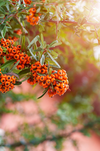 Orange berries of Pyracantha coccinea (firethorn) from Rosaceae family in autumn garden