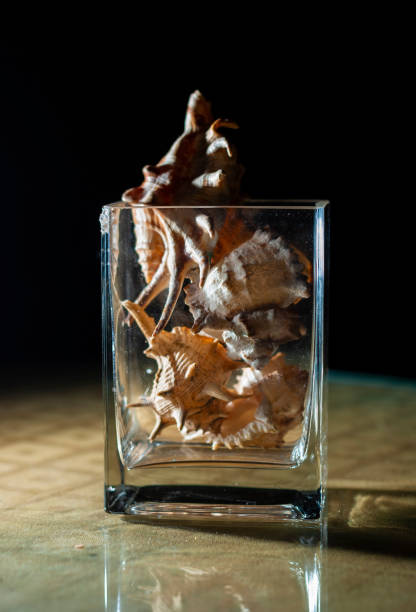 Shells of a variety of sea creatures form a border, with blank space for copy.