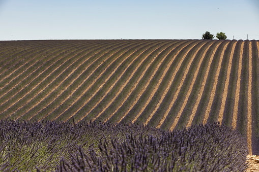 Lavender field in July with a beautiful Mas in the background