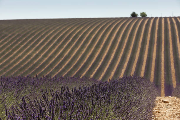 lavender fields on Plateau de Valensole in the Provence region; Valensole, France