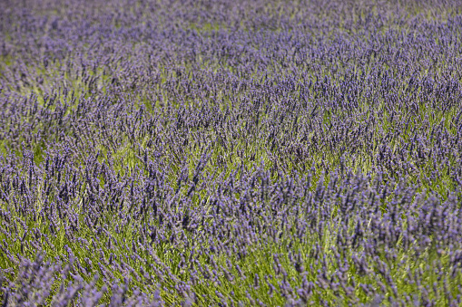 lavender fields on Plateau de Valensole in the Provence region; Valensole, France