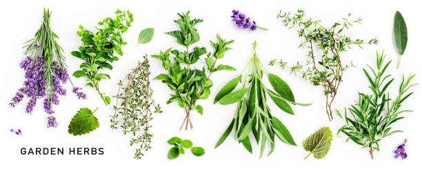 istock Rosemary, mint, lavender, sage and thyme collection 1445172874