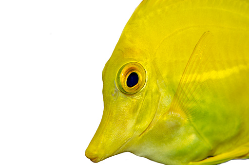 Yellow fish isolated on white,Yellowtail Surgeonfish