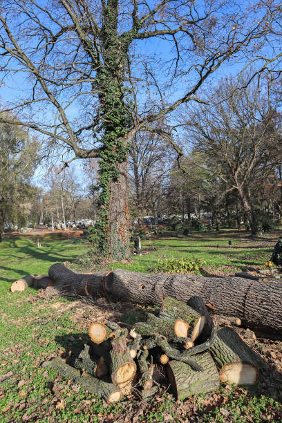 istock Cut out tree trunks in the cemetery winter time 1445177454