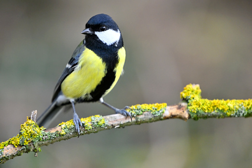 Great Tit (Parus major) perched on a branch in winter