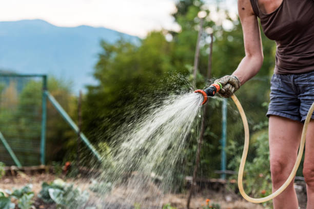 istock Watering Vegetable Garden in Summer at Dusk 1445179834
