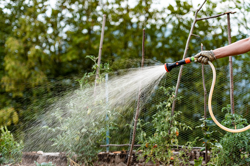Watering Vegetable Garden in Summer at Dusk